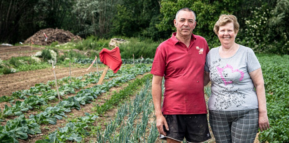 Le chicon  : un produit délicieux avec une belle histoire